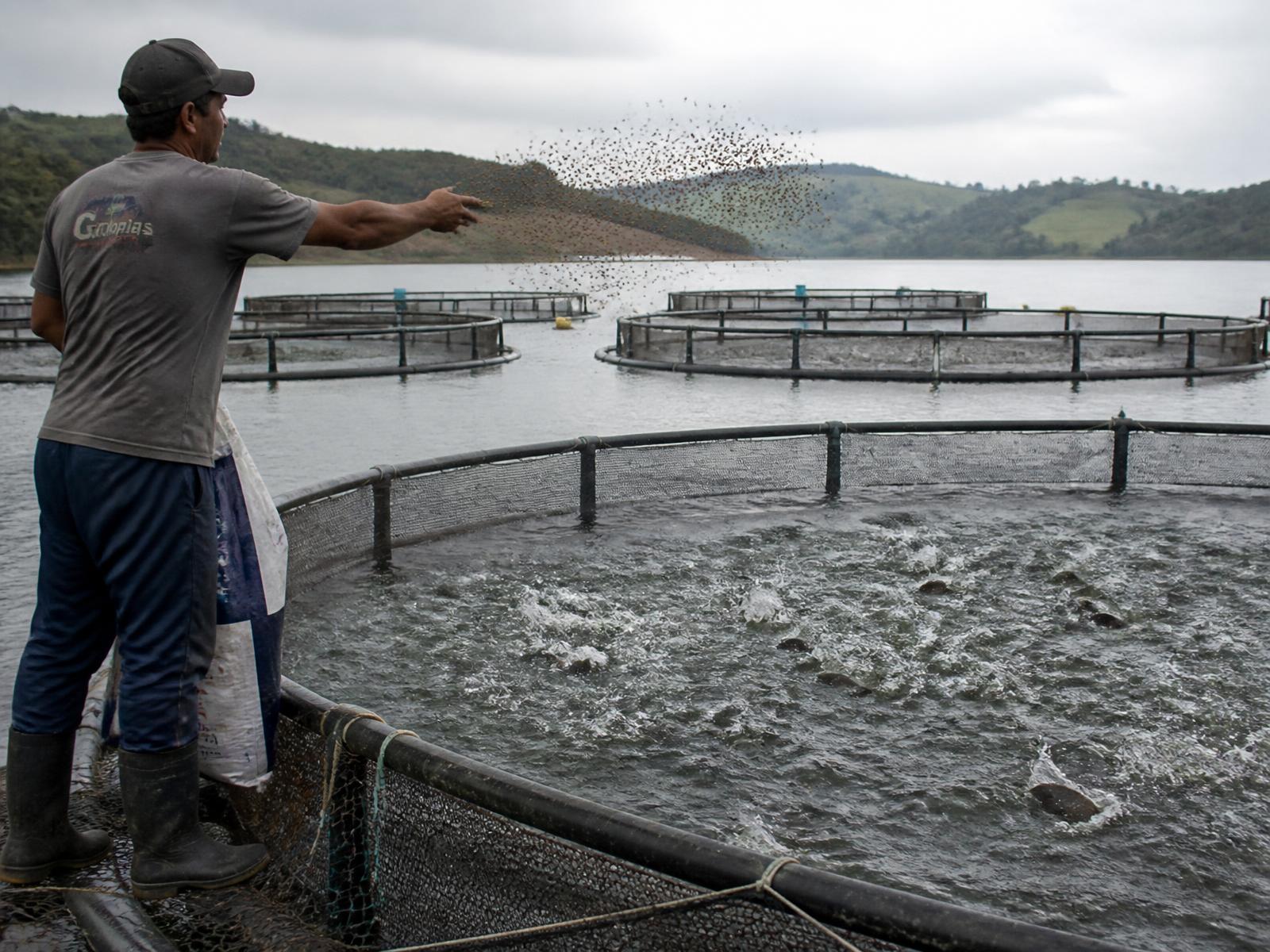 Segmento Peixes